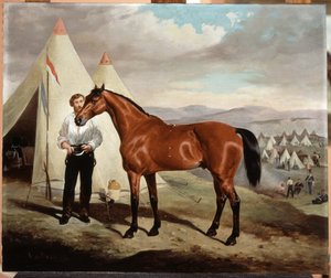 Sir Briggs, cheval de Lord Tredegar (1831-1913) des 17e Lanciers, en camp en Crimée 1854, 1856